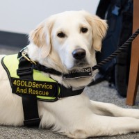 Development Director