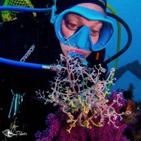 Virginia Pachón Suárez