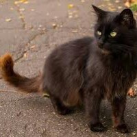 armando gamboa romero