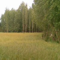 Saud Khan