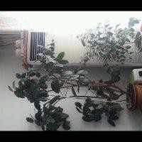 张先礼
