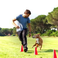 Tommaso Lorenzetto Bologna