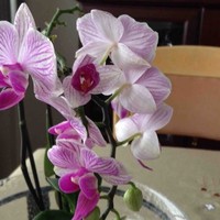 Edna Richer