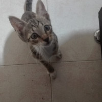 miguel leonicio rojas vargas