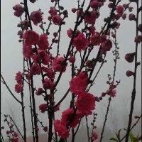 杨小文