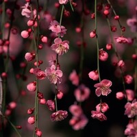 Anne Chen