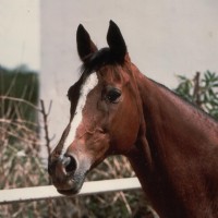 Gonzalo Rodríguez-Colubi Balmaseda