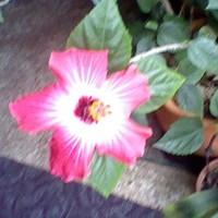 Sarah Barrett Coville