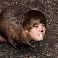 Justin Beaver