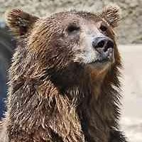 Mr. Bear