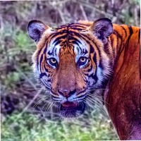 Timu Hossain