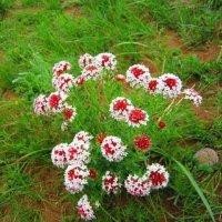 郭成斌