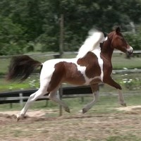 American Pleasure And Sport Ponies By Ravenswood
