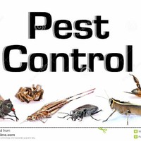SAFEER PEST CONTROL
