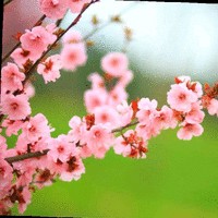 付凌燕