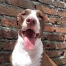 Sebas Sanchez