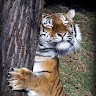 Tiger Sharks