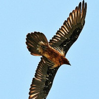 Assem Mohammed