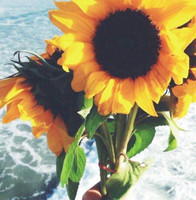 Z Flower