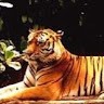Nishanthi A/P Arasezipandian