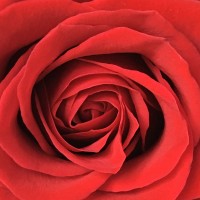 Ms. Rose