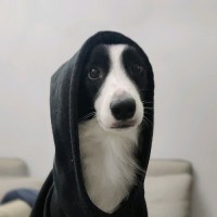 蔡若敖