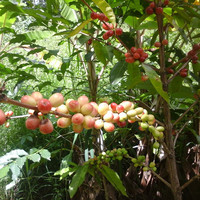 Muthaiya M
