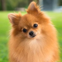 Trixie Pomeranian