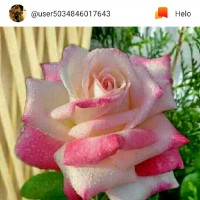 Satish Shetty