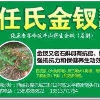 任海朝