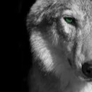 Drifter Wolf