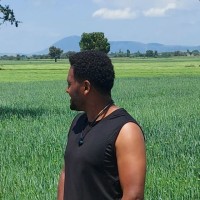 Addisu Tibebu