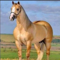 Abdi Yare