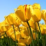 Adeela Waheed