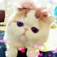 孙嘉鑫