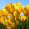 Bongani Fadana