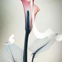 Asma Beyat