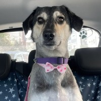 Tikva The Recruiter