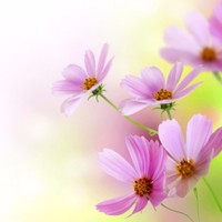 BRIYE SOMNA TENORIO CARDENAS