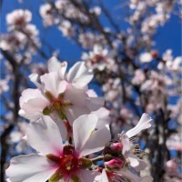 شهد العسيري