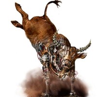 CRAZY BULL RENTALS
