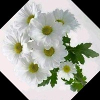 عباس الجابري