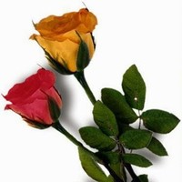 Anitha A