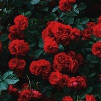 Flower Red