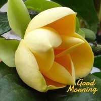 Lokesh Loke