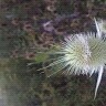 Nzumbe Cortez