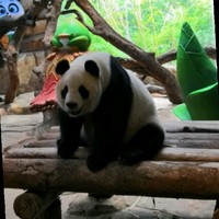 张天洋