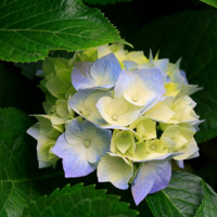 Tutuarima Lis