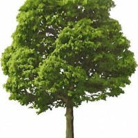 FLORESTAL CASA DA ÁRVORE