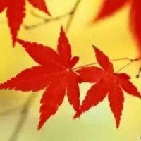 许南枫